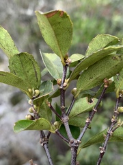 Cassipourea malosana