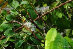 Nesoctites micromegas