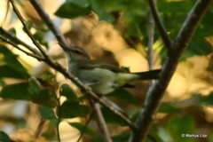 Vireo altiloquus