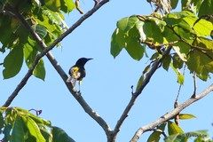 Icterus dominicensis