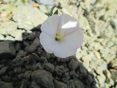 Calystegia collina oxyphylla