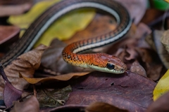 Dendrelaphis caudolineatus