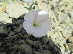 Calystegia collina oxyphylla