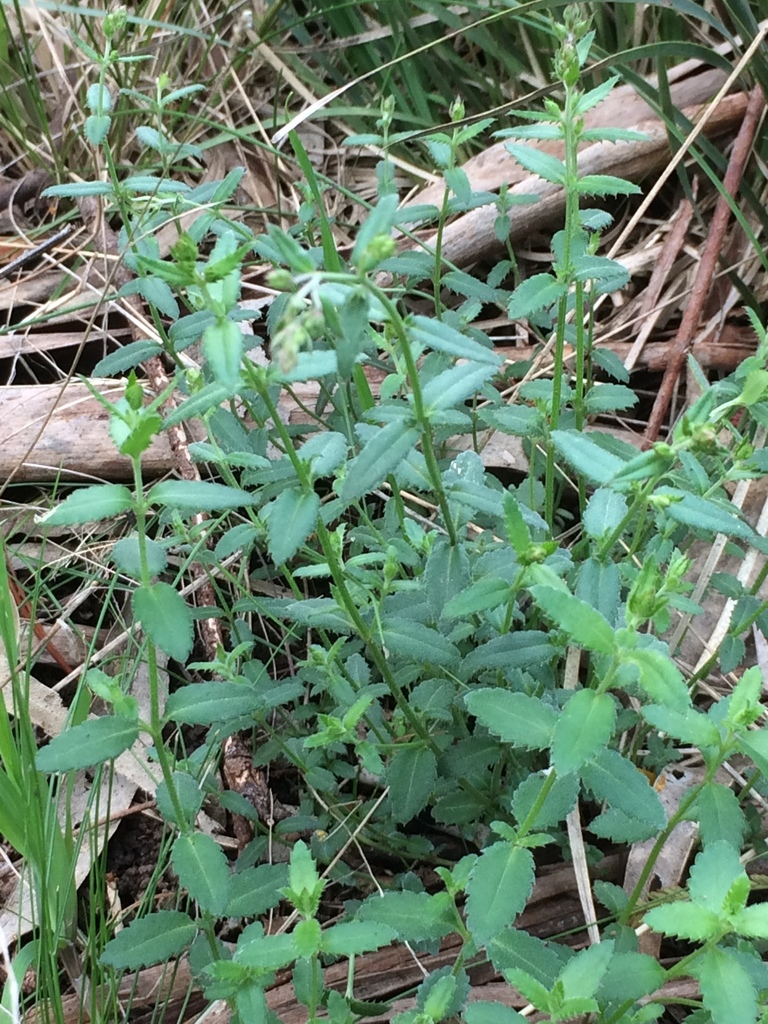 Common Raspwort from Melbourne VIC, Australia on September 21, 2020 at ...