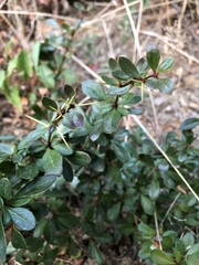 Magnoliopsida