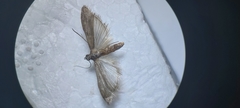 Pyralidae