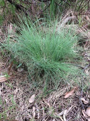 Poa morrisii