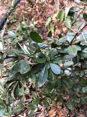 Magnoliopsida