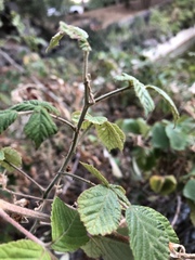 Rubus