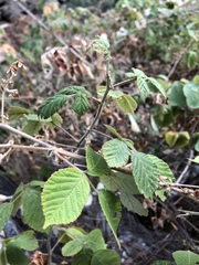 Rubus