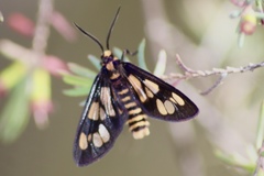 Eressa geographica