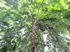 Heteropanax fragrans