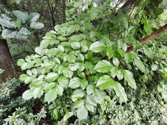 Heteropanax fragrans