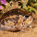 Namaqua Rain Frog - Photo (c) Tyrone Ping, some rights reserved (CC BY-NC), uploaded by Tyrone Ping