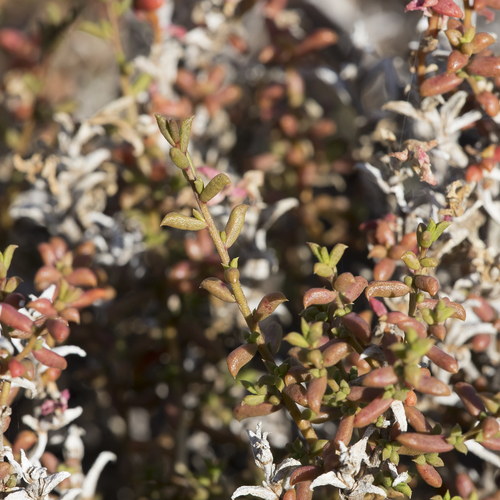 Mallee Hemichroa (Surreya diandra)