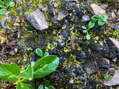 Solorina saccata