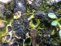 Solorina saccata