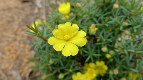 Hibbertia diamesogenos · iNaturalist