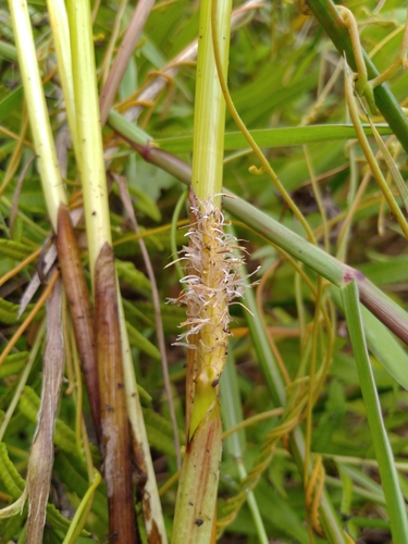 Image of Eleocharis dulcis by (c) chiuluan, some rights reserved (CC BY)