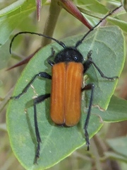 Tragidion coquus