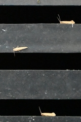 Ypsolopha sp-sw