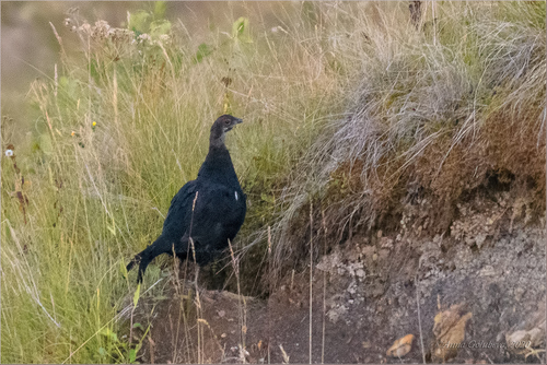 Caucasian Grouse, Karachay-Cherkess, RU, photo 7 of 10