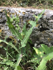 Sonchus oleraceus