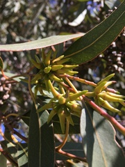 Eucalyptus amplifolia