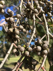 Eucalyptus amplifolia
