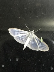 Palpita vitrealis