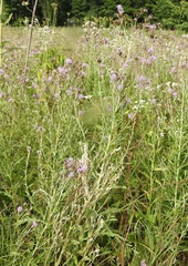 Cirsium arvense arvense