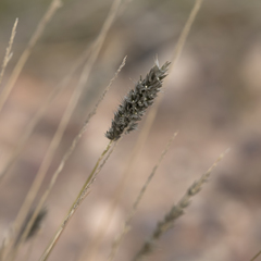 Enneapogon nigricans
