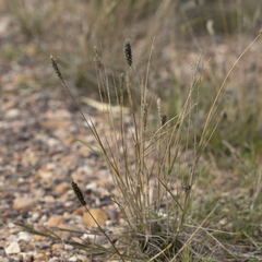 Enneapogon nigricans
