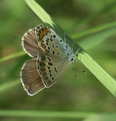 Plebejus subsolanus