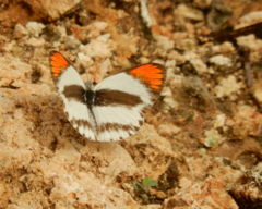 Colotis euippe omphale