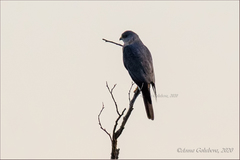 Accipiter brevipes