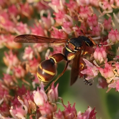 Eumenes smithii