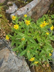 Arnica lanceolata prima