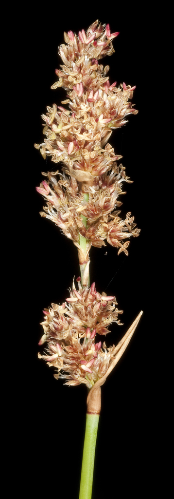 Lepyrodia glauca