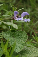 Salvia miltiorrhiza