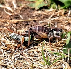Anonconotus pusillus