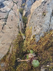 Pectiantia pentandra