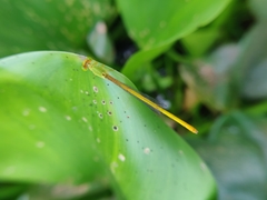 Ceriagrion coromandelianum