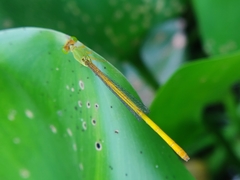 Ceriagrion coromandelianum