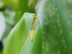 Ceriagrion coromandelianum