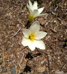 Zephyranthes alba