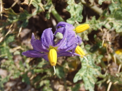 Solanum virginianum