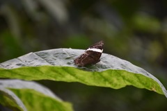 Abisara fylla