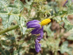 Solanum virginianum