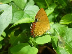 Heliophorus